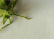 Bahaya dan Cara Mengatasi Serangan Belalang Setan di Pertanian