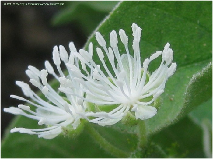 Croton freeimages stock