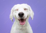 Daftar Harga Happy Puppy Panduan Lengkap