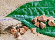 Cara Mengolah Daun Sirih Cina untuk Asam Urat