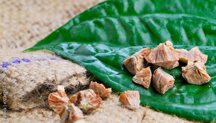 Cara Mengolah Daun Sirih Cina untuk Asam Urat