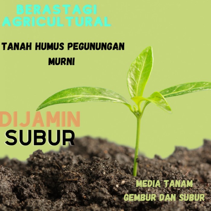 Pajak buah berastagi