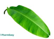 Gambar Daun Pisang Bentuk, Kegunaan, dan Simbolisme