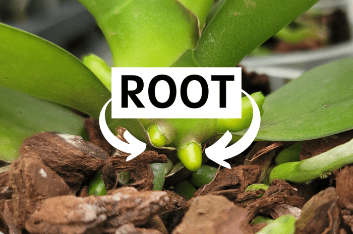 Orchid healthy leaves stems flowers look green select good garden closely notice plump smooth pseudobulbs ll beautiful if