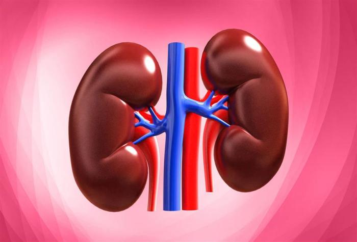 Gambar ginjal dan fungsinya
