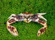 Kepiting adalah contoh hasil perikanan