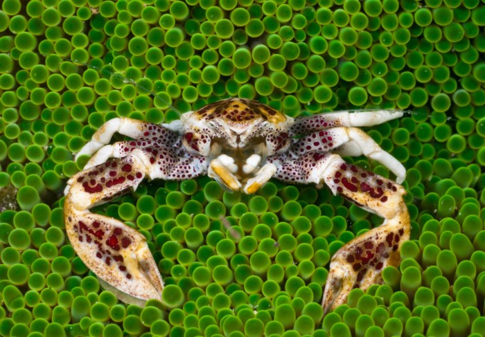 Kepiting adalah contoh hasil perikanan