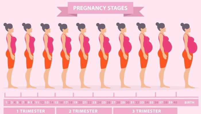 Bentuk Perut Hamil 4 Bulan Panduan Lengkap