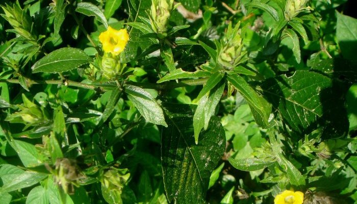 Mengenal Khasiat Daun Keji Beling