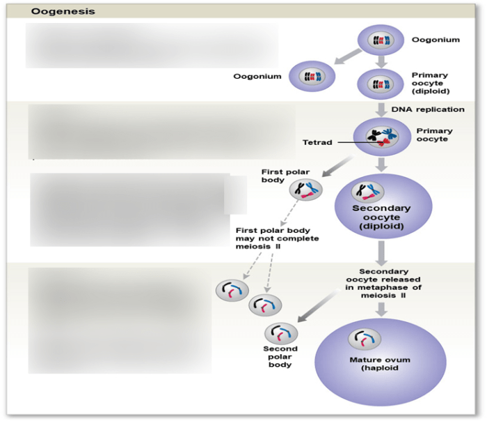 Proses pembentukan sel telur