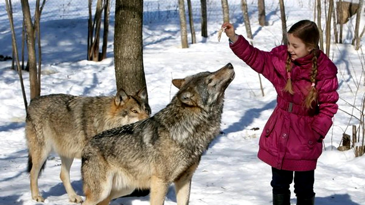 Lupis berasal dari daerah