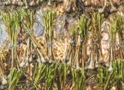 Cara Menghilangkan Angin Duduk dengan Bawang Putih