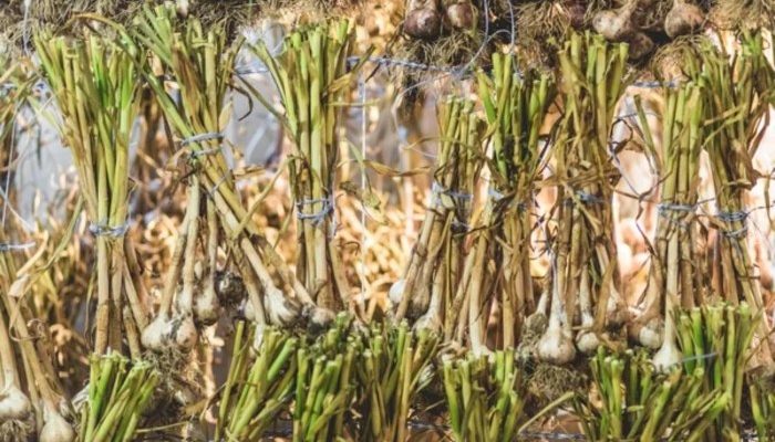 Cara Menghilangkan Angin Duduk dengan Bawang Putih