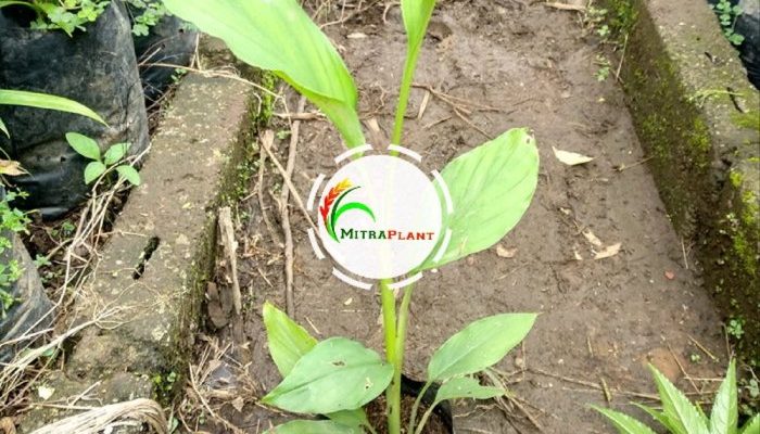 Manfaat Daun Sirih Temu Rose untuk Kesehatan