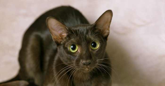 Cat kayu warna coklat plitur