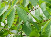 Kandungan Daun Singkong Nutrisi dan Manfaatnya