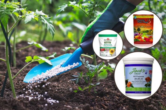 Fertilizer bacillus subtilis biofertilizer agriculture application fertilizers dora vegetables lettuce