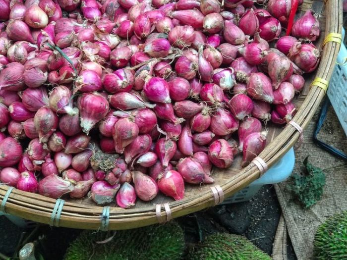 Bawang merah berkembang biak