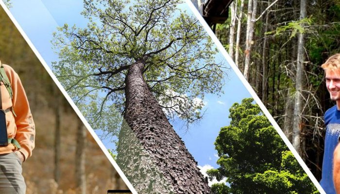 Lowongan Kerja Jurusan Kehutanan Peluang Karier Hijau