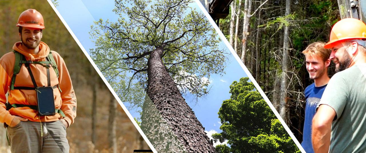 Lowongan kerja jurusan kehutanan