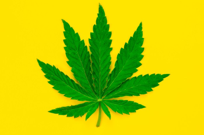 Gambar daun ganja