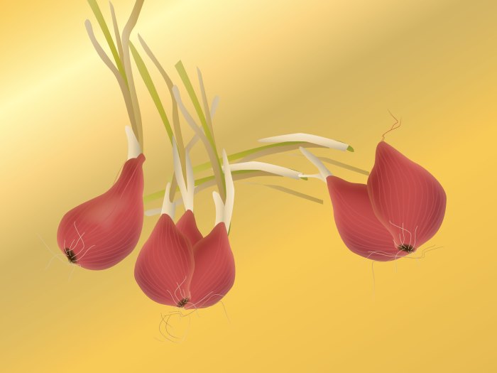 Bawang merah berkembang biak