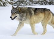 Lupis Berasal dari Daerah Mana?