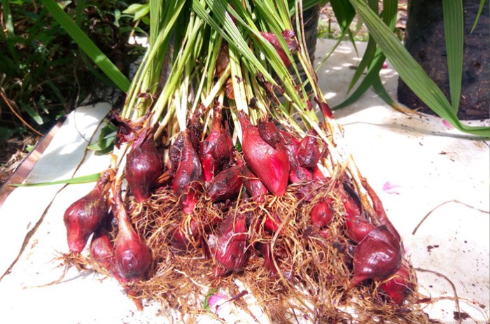 Manfaat bawang dayak untuk pria