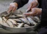 Ikan Menepi di Gaza Krisis Pangan dan Politik