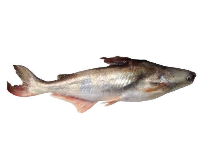 Gambar ikan patin