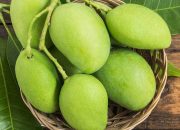 Foto Buah Mangga Panduan Lengkap