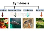 Hubungan makhluk hidup membentuk simbiosis mutualisme adalah