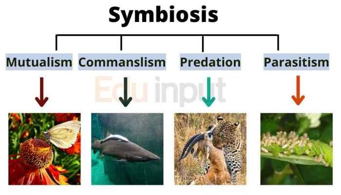 Hubungan makhluk hidup membentuk simbiosis mutualisme adalah
