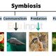 Mutualisme hidup simbiosis makhluk interaksi gambar ecologica lingkungan kupu nicchia symbiosis bentuk biomimicry quiz kehidupan tanaman komensalisme pengertian ekosistem ecologiae