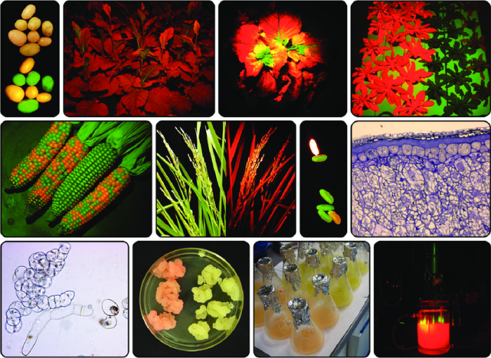 Bahan pangan nabati yang dihasilkan oleh batang suatu tumbuhan yaitu