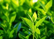 Mengenal Segala Hal tentang Daun Teh