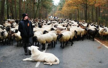 Letters next to a blurred image perhaps nyt