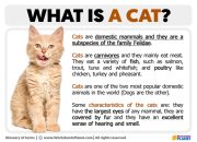 Deskripsi Kucing Bahasa Inggris Panduan Lengkap
