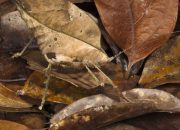 Mengenal Kutu Daun dan Pengendaliannya