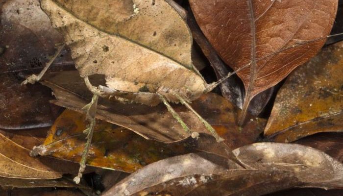 Mengenal Kutu Daun dan Pengendaliannya