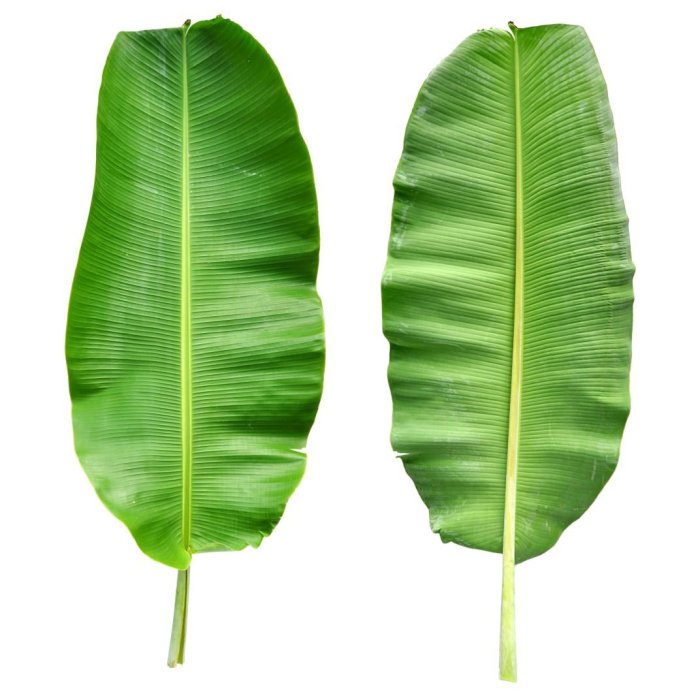 Banana leaf stock leaves palm texture background tropical royalty tree picture green