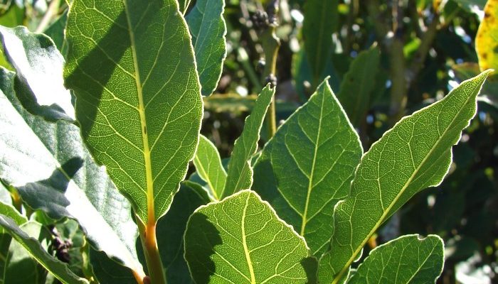 Bentuk Daun Salam Panduan Lengkap