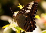 Mengenal Kupu-Kupu Coklat di Indonesia