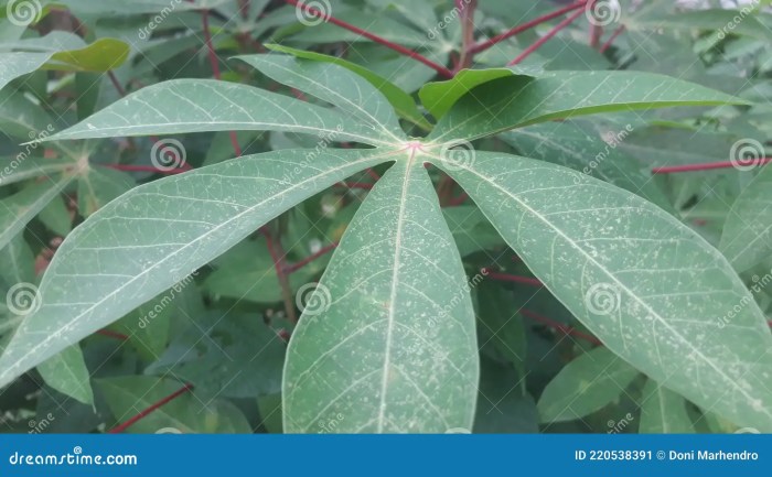 Kandungan daun singkong