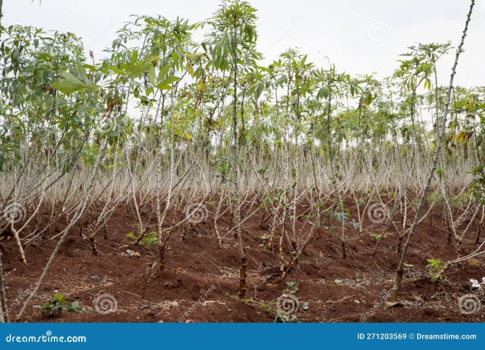 Cara menanam singkong agar berbuah banyak dan besar