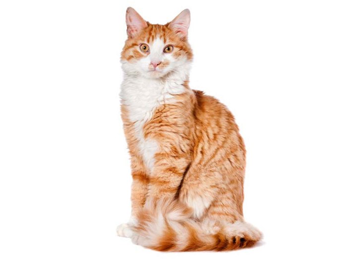 Deskripsi kucing bahasa inggris