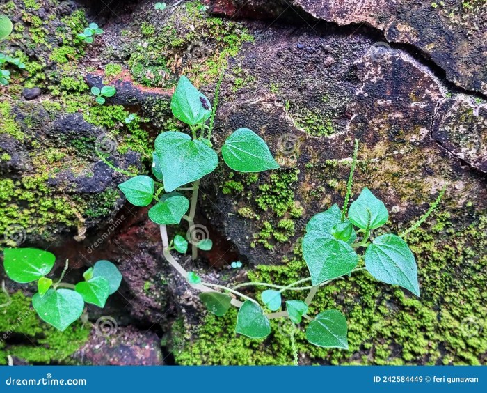 Betel wrapped grilled hoianfoodtour