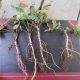 Root roots types sugar beet grass taproot system fibrous plant plants kids systems science fleshy britannica two leaves has parts