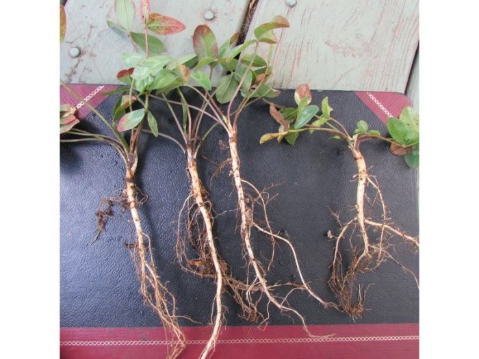 Root roots types sugar beet grass taproot system fibrous plant plants kids systems science fleshy britannica two leaves has parts
