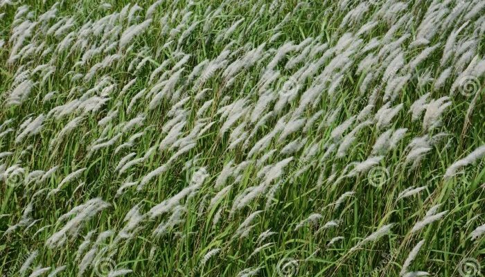 Gambar Akar Alang-alang Morfologi, Peran, dan Manfaat